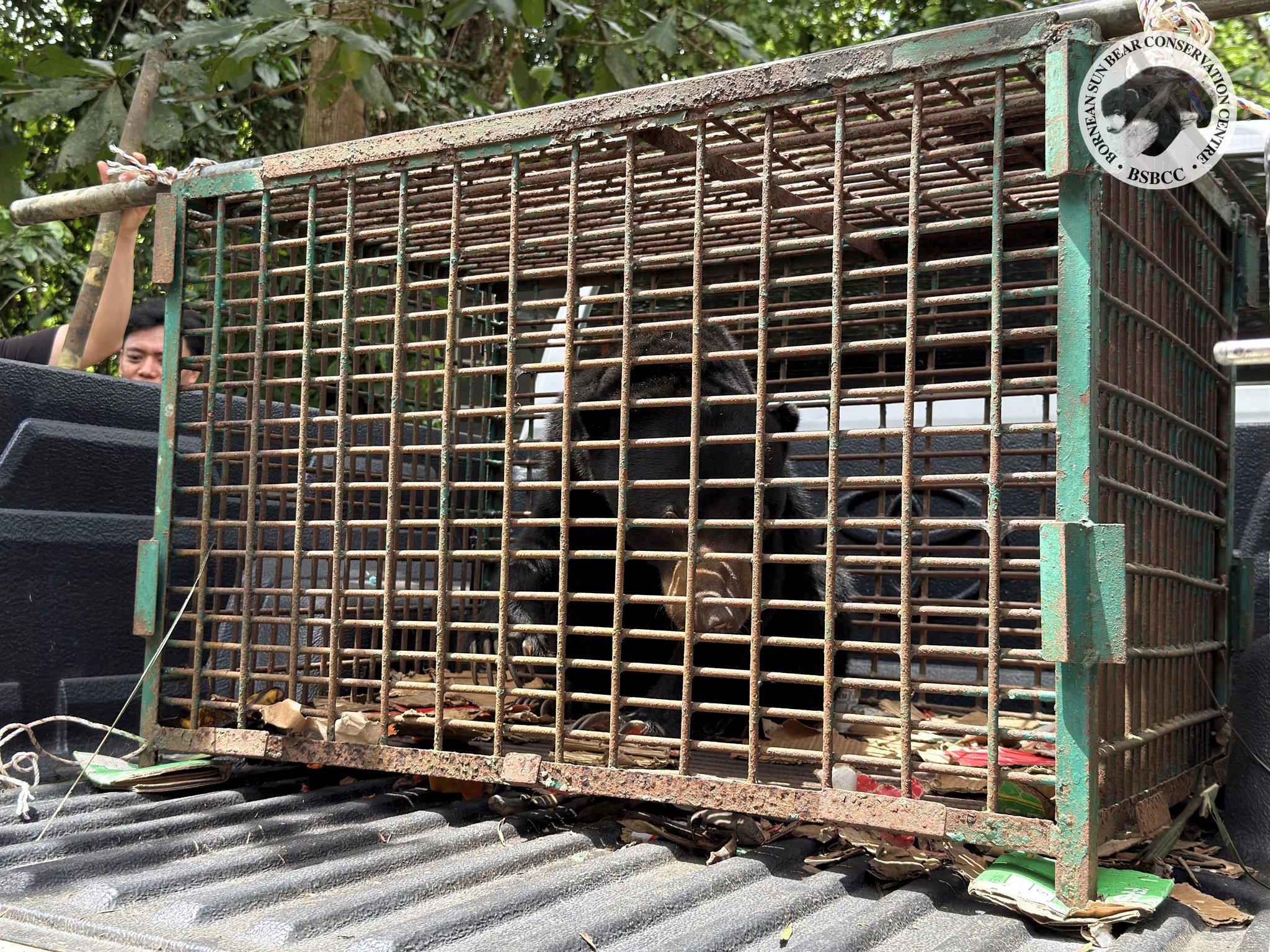 Rescue No.72 - Wira, The Rescued Hero 

On 11 February 2026, shortly after receiving our bear cub, Manja, we welcomed another new arrival to BSBCC - a sub-adult sun bear named Wira.

At around six years old, Wira arrived from Lok Kawi Wildlife Park, 