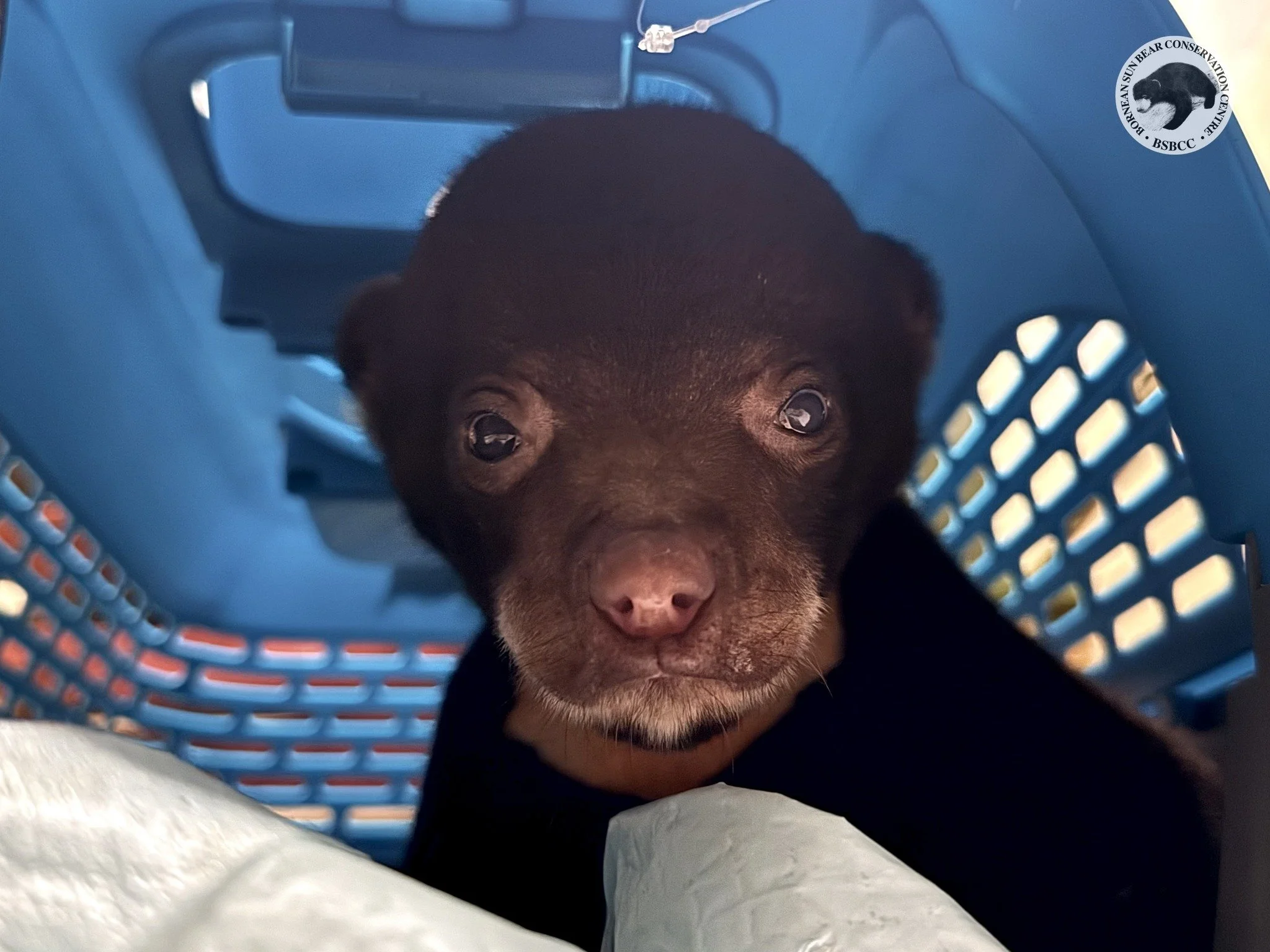 An Update of Manja The Sun Bear 🐻

The once fragile cub who arrived weak, dehydrated, and lethargic is now showing steady and encouraging progress. Her head is no longer lowered, and she is able to move more freely with improved coordination and str