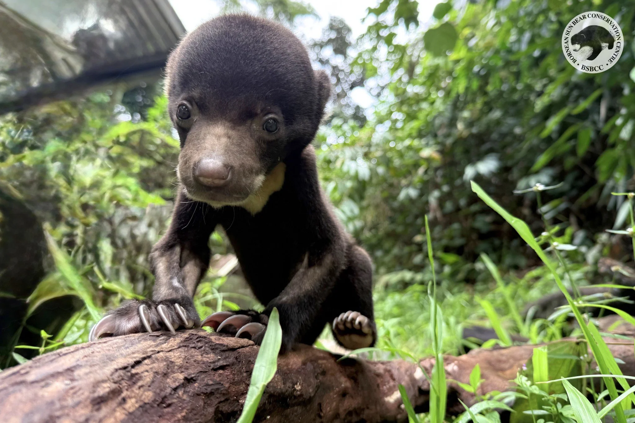 A Month with Little Manja 🐻

Today marks one month since Manja first arrived on 9 February 2026. Over the past month, she has shown clear improvement in her strength and behavior, becoming more active and increasingly curious about her surroundings.