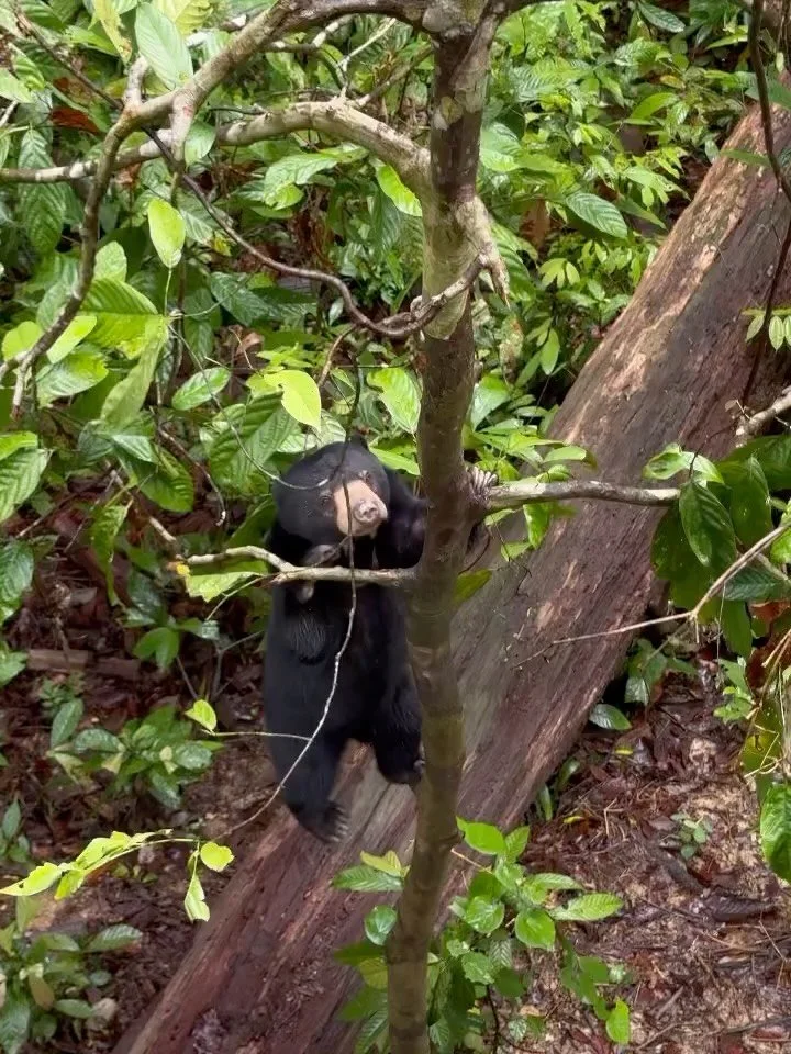 Repost &bull; @wongsiewte Romolina the sun bear is enjoying her rainforest time on tree ! @bsbcc #sunbear #wongsiewte #wildlifewong #bsbcc #vm2026