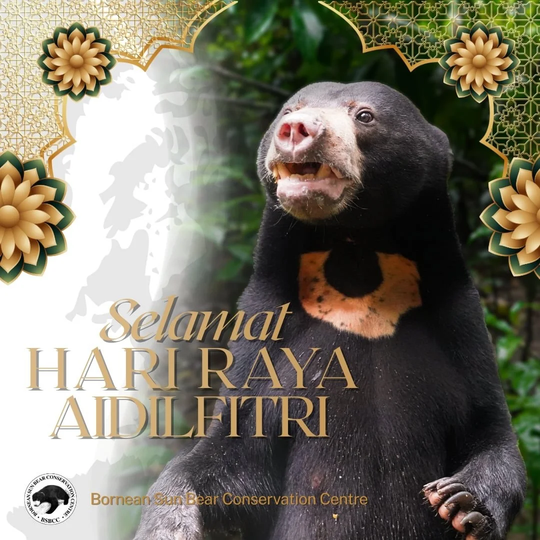 🌙✨ Selamat Hari Raya Aidilfitri ✨🌙
From all of us at the Bornean Sun Bear Conservation Centre, we wish you a joyous celebration filled with love, peace, and togetherness.

May this festive season bring renewed hope and kindness, for one another, an