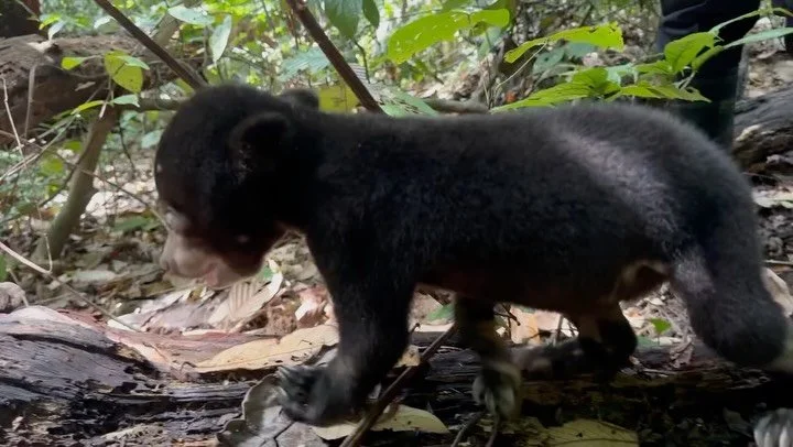 Repost &bull; @wongsiewte The condition of Manja the sun bear cub at @bsbcc is getting better. We now will bring her into the forest for daily forest walk where she can explore the forest and induce her natural instincts to live in the forest. We are