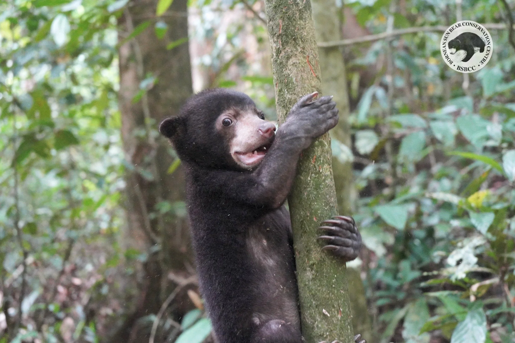 Manja&rsquo;s Journey: Climbing Higher Each Day 🌳

When Manja first arrived at the centre, she weighed only 2.2 kg, tiny, fragile, and in need of extra care. It was clear from the start that she needed close attention, especially when she began show
