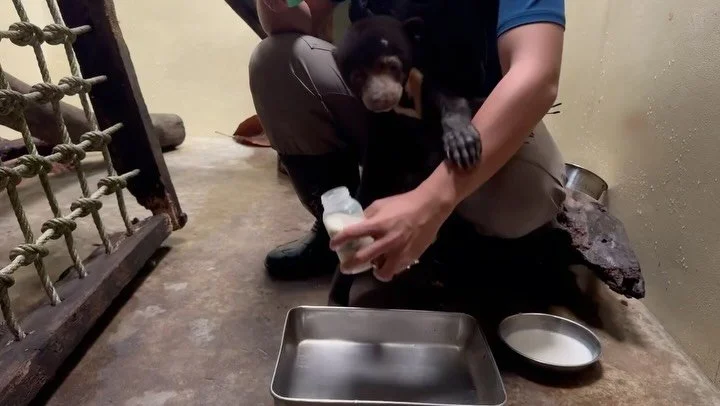 Get @reshare_app &bull; @wongsiewte Our 71st rescued sun bear, Manja, has been with us since February 9th. Her condition was unstable during the first month &mdash; she wasn&rsquo;t gaining weight at all. Luckily, her condition began to improve start