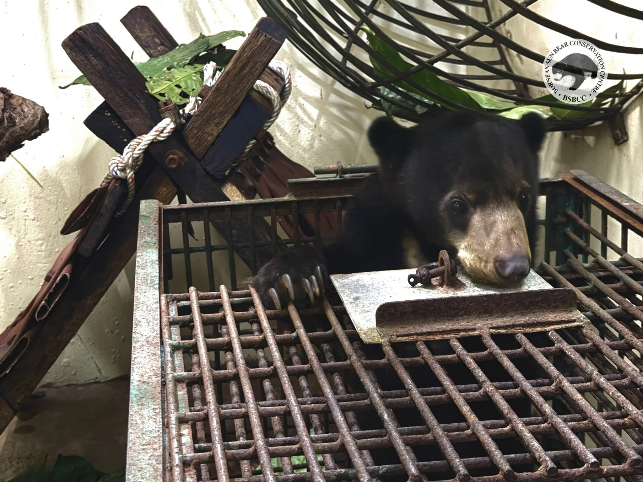 Rescue No. 73 &ndash; A New Little Face: LUMAKU 

Last night, we welcomed our 73rd rescued sun bear, Lumaku. He is an estimated 1-year-old male, weighing around 15 kg.

Lumaku&rsquo;s journey began long before his rescue. After a public complaint was