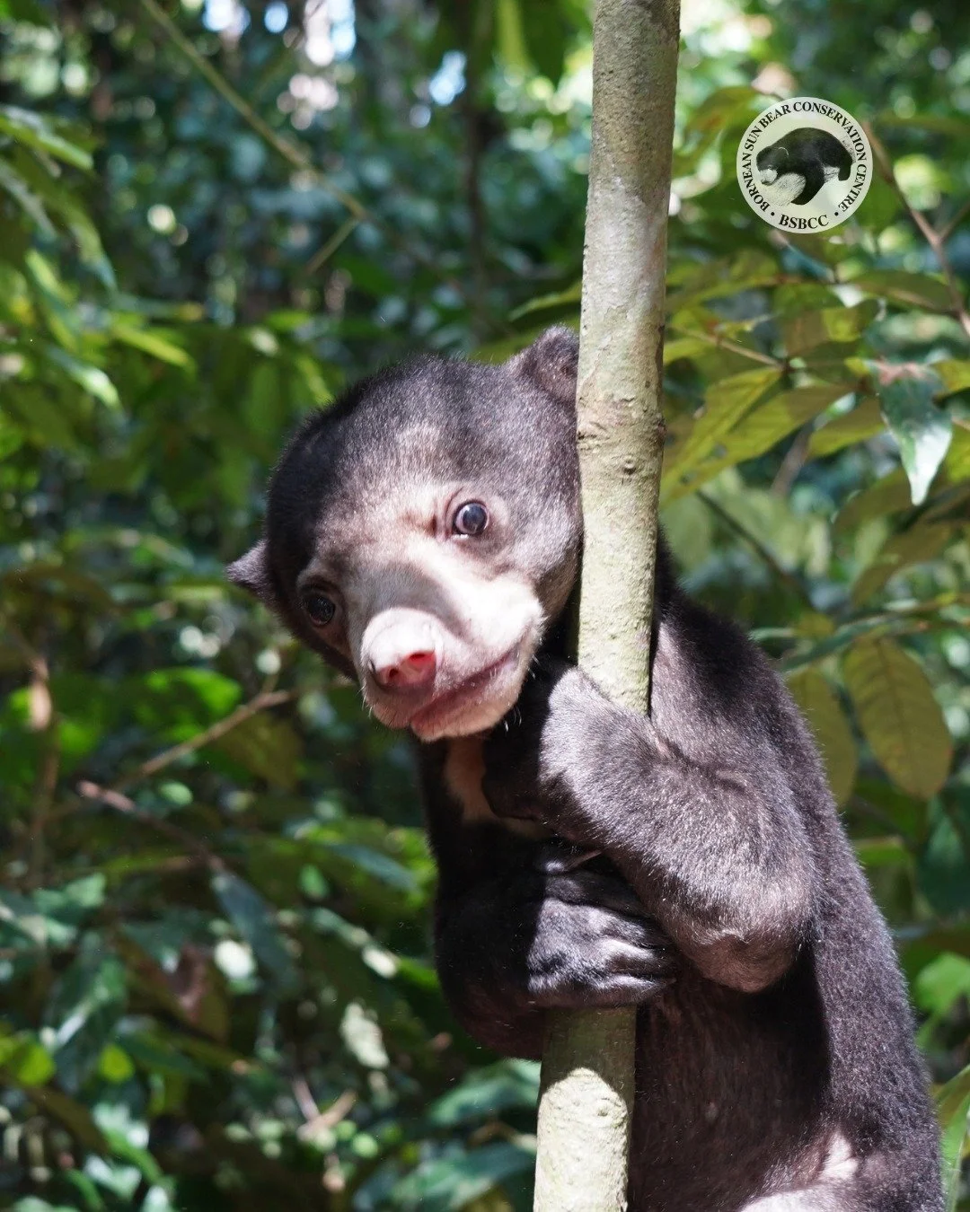 Here&rsquo;s a little Manja update from her recent adventure 🌿🐾

She had one of her most exciting walks yet, exploring the area for more than an hour with full energy and curiosity. From the moment she was out, she was everywhere, going here and th