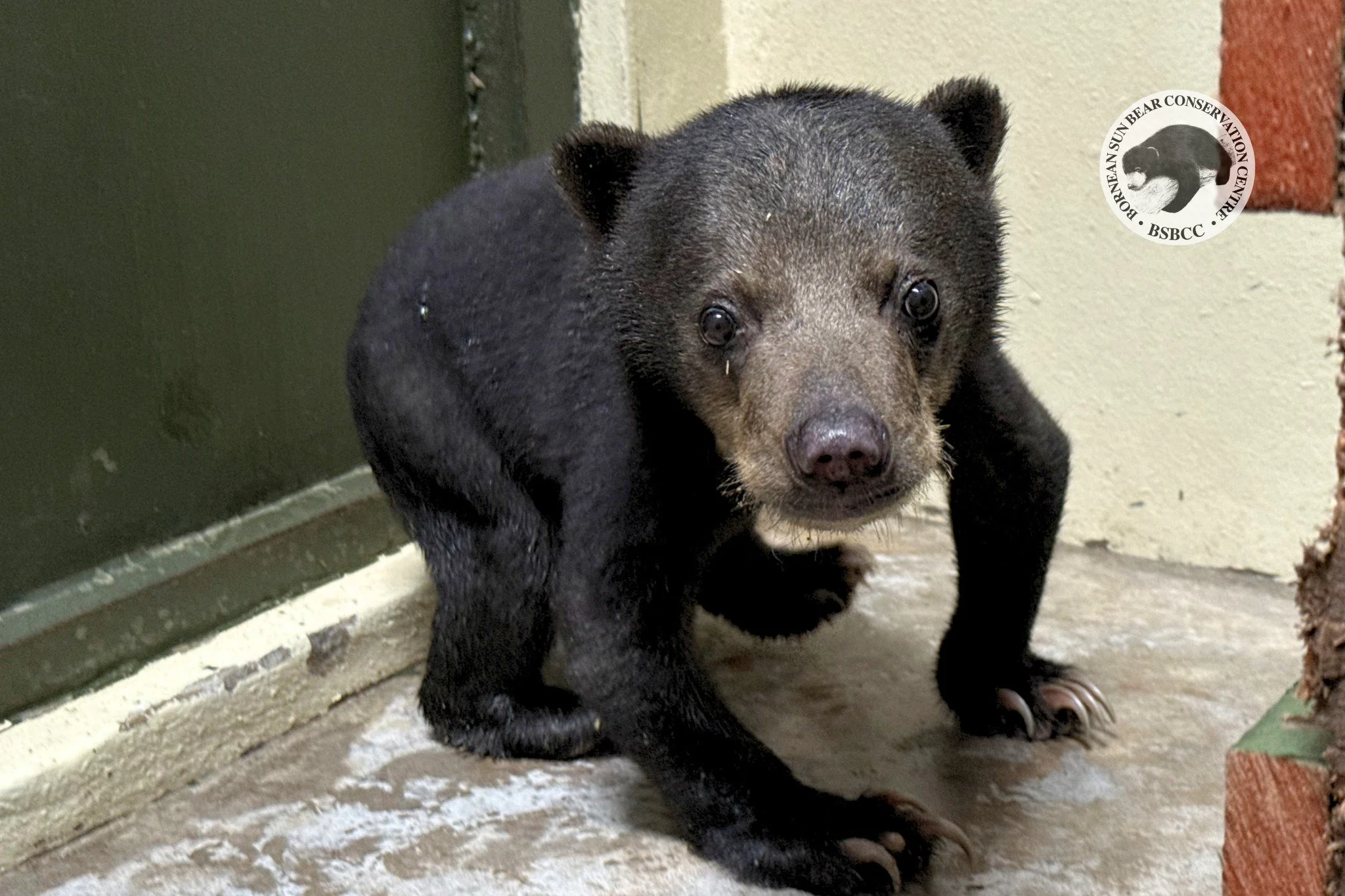 Rescue 74 &ndash; &ldquo;Sandokan,&rdquo; the Coconut-Climbing Cub

A young sun bear cub was rescued after being discovered in Kampung Bariawa Laut, Keningau on 12th April 2026. Residents were startled by the presence of the cub, which was seen climb