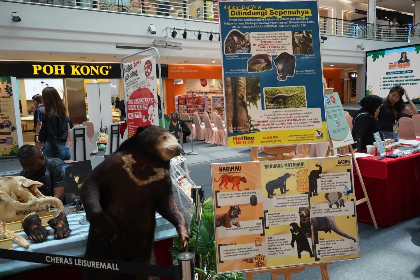 BSBCC was invited to cooperate with PPB Properties on their Sun Bear Awareness Campaign at Cheras Leisuremall, Kuala Lumpur, on the 24-26 April 2026. Activities included are colouring and drawing competitions, talks, and artwork workshop with our loc