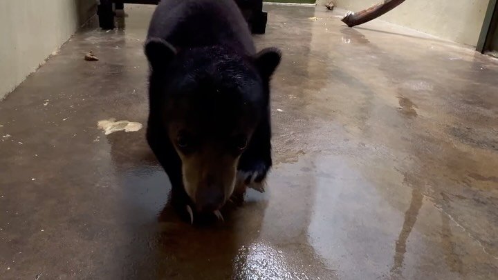 Get @reshare_app &bull; @wongsiewte This is Rescued sun bear No. 74 &ndash; &ldquo;Sandokan,&rdquo; the Coconut tree-Climbing Cub, at the Bornean Sun Bear Conservation Centre. 

Sandokan the young sun bear cub was rescued after being discovered in Ka