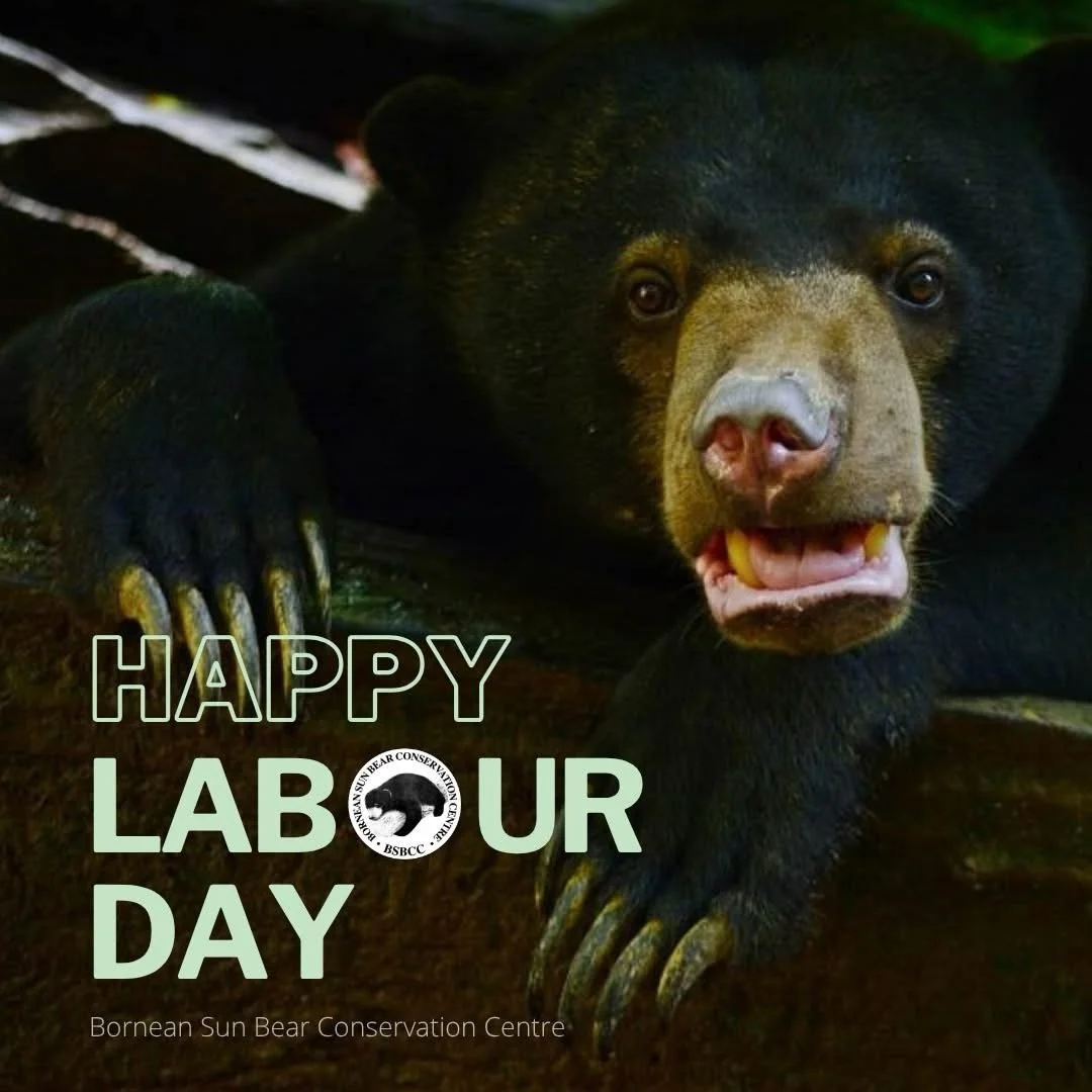 Happy Labour Day from Bornean Sun Bear Conservation Centre! 🐻

Today, we celebrate all hardworking individuals, especially those dedicated to protecting wildlife and nature. A special thank you to our amazing staff for their passion and commitment e