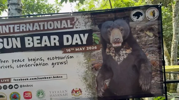 Get @reshare_app &bull; @wongsiewte Bornean Sun Bear Conservation Centre is celebrating the pre-International Sun Bear Day 2026 with many activities! Please come to join us today and tomorrow @bsbcc ! @wongsiewte #bsbcc #sunbear #internationalsunbear