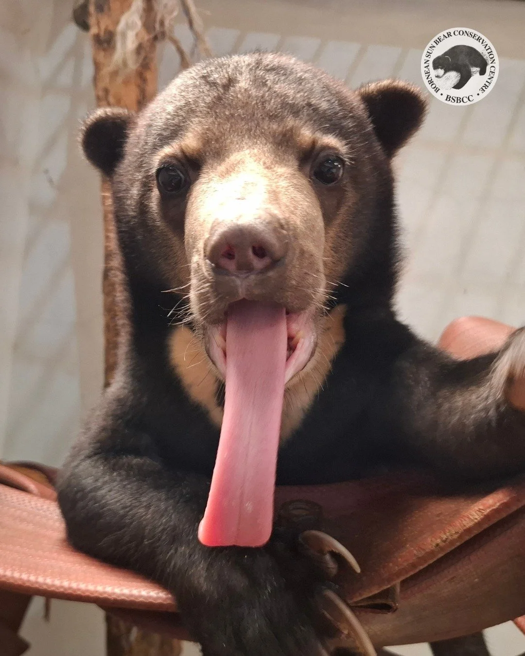 Almost a Month In, and Sandokan Is Thriving🐻🧡

Sandokan, our latest rescued female cub, is slowly finding her rhythm here. She&rsquo;s doing well, growing stronger, and steadily gaining more weight each day, a little step forward at a time. 

Sando
