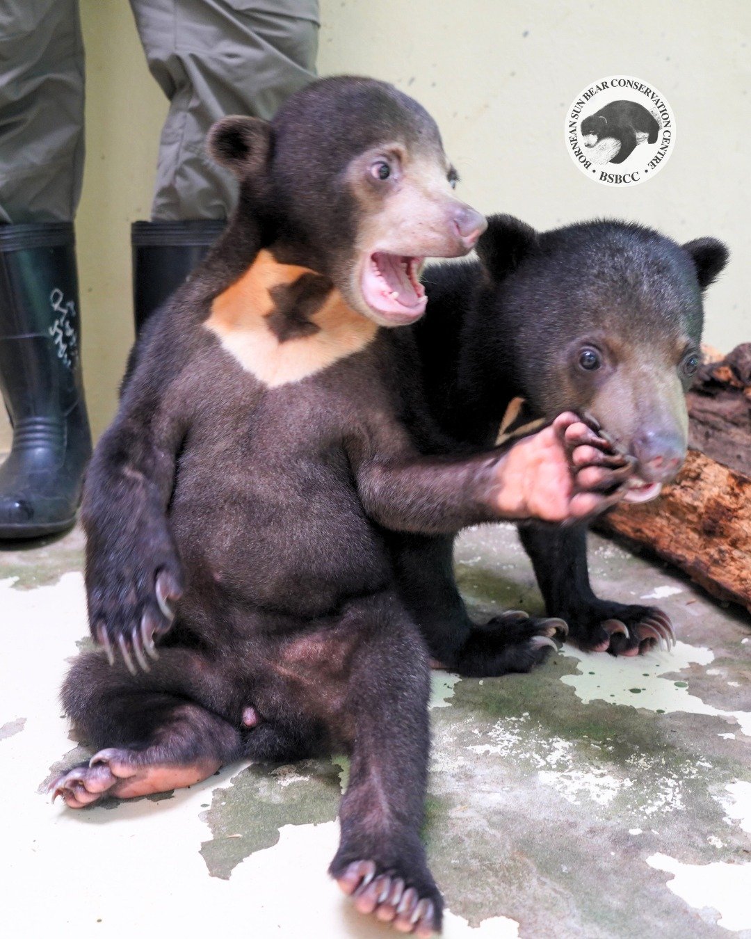 The Start of a Bear-y Special Friendship 🐻 

Integration plays an important role in the rehabilitation journey of rescued cubs. Besides helping them develop social skills and confidence, these interactions allow them to seek companionship, engage in