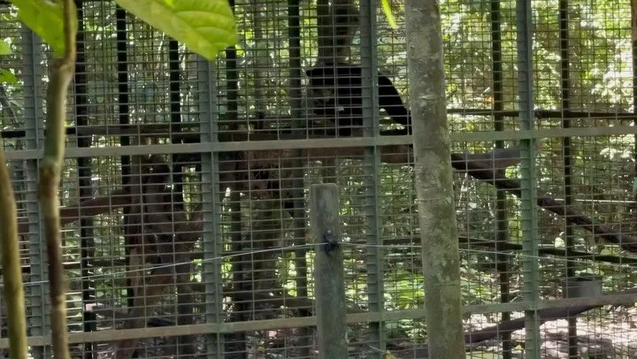 Repost @wongsiewte Yesterday I visited the Tabin Sun Bear Project.  Tenom the sun bear is now living in the forest since 1 April this year. Pitang still being walk in the forest, and back to her cage for the night. She still has about one more year t