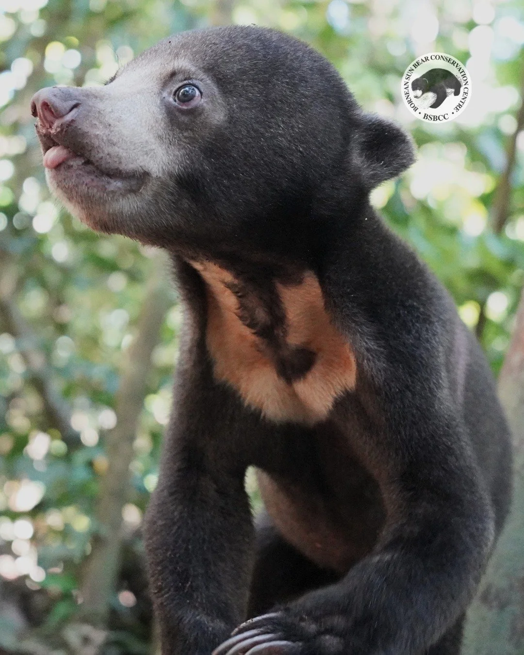 The Stream Wasn&rsquo;t Just Water to Manja 🐻💦🌿

During her latest forest walk session, Manja once again showed just how curious and observant she has become in the forest. Just like before, the moment she entered the area, she was eager to find a