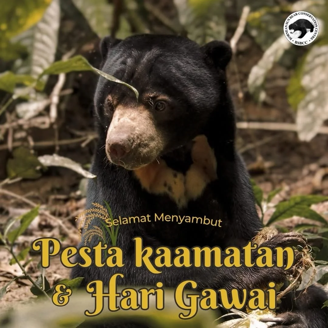 From all of us at the Bornean Sun Bear Conservation Centre, wishing our friends in Sabah and Sarawak a joyful Pesta Kaamatan &amp; Hari Gawai! 🌾🌾

May this festive season bring abundance, happiness, unity, and meaningful moments with your loved one