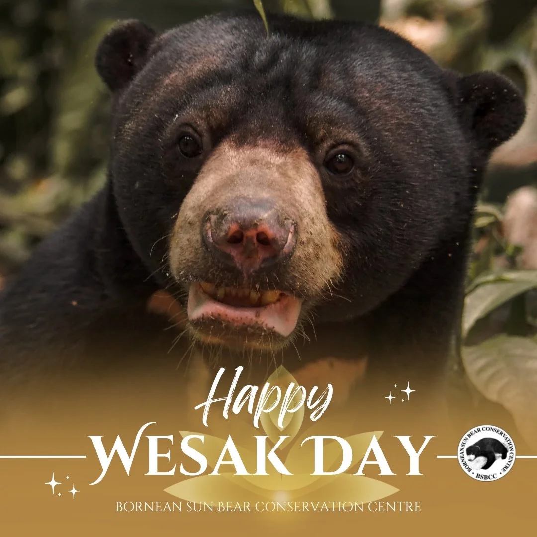 On this Wesak Day, may the light of wisdom, compassion, and peace guide us all 🪷

From everyone at the Bornean Sun Bear Conservation Centre, we wish all who celebrate a joyful and blessed Wesak Day filled with love, serenity, and gratitude ✨