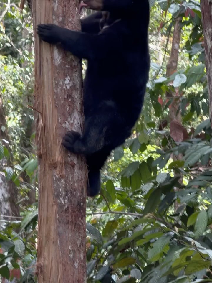 Get @reshare_app &bull; @wongsiewte Romolina the sun bear is on the tree. It get better and better ! @bsbcc_japan @bsbcc @wongsiewte #sunbear #bsbcc #borneansunbearconservationcentre #wongsiewte #beruang