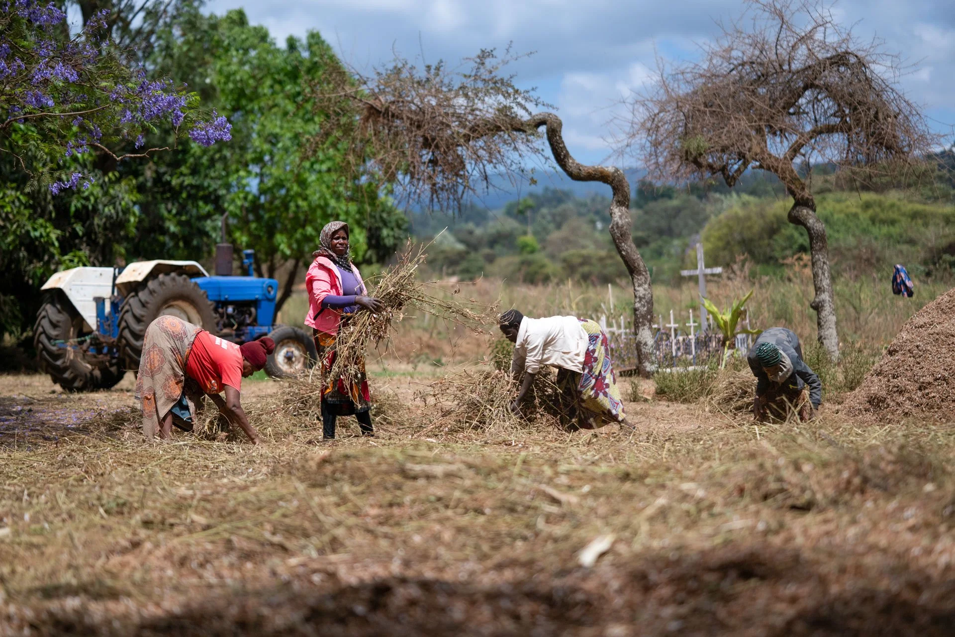 Workers process Chickpeas in Karatu, Tanzania. 