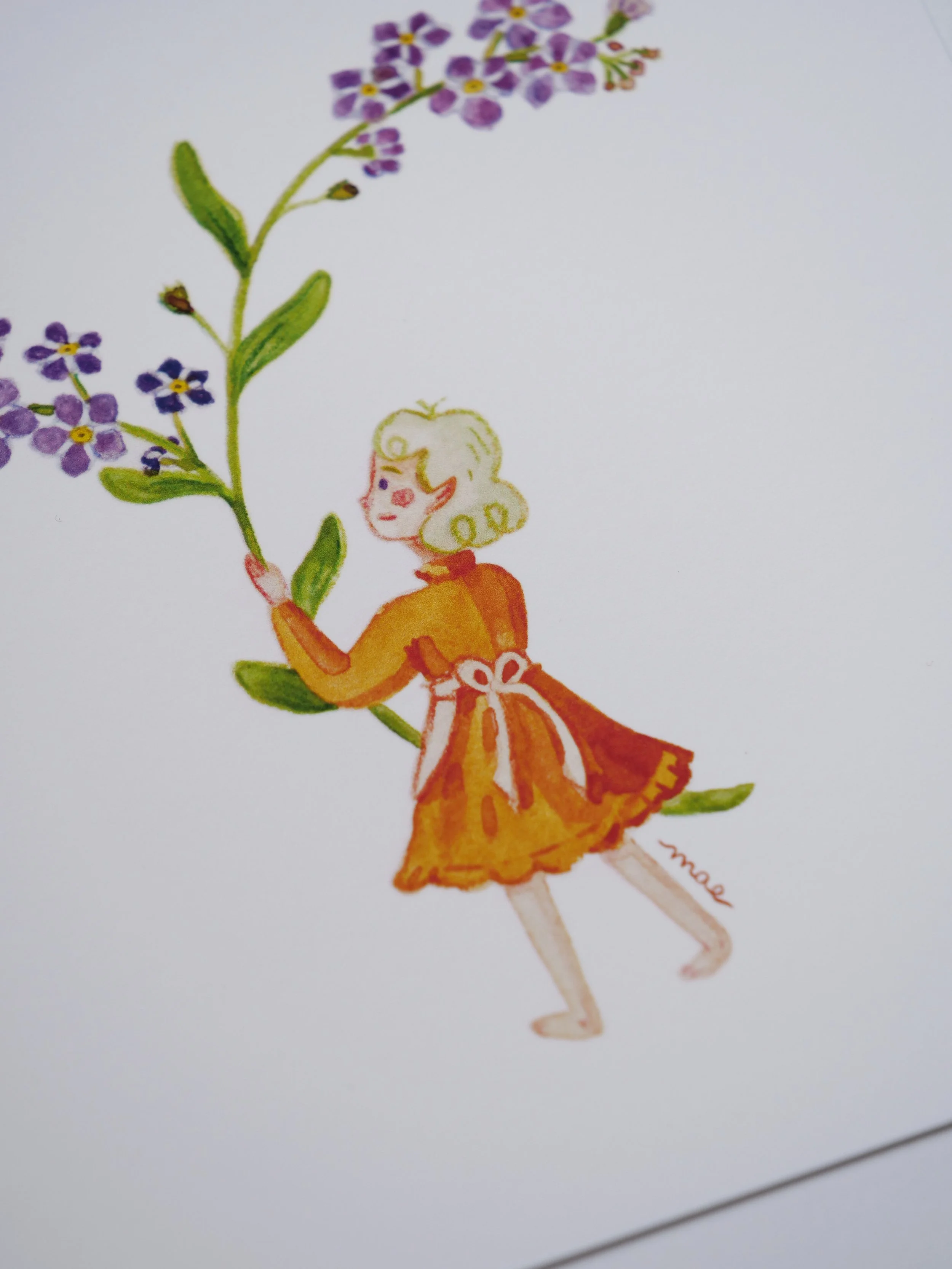 Myosotis A.jpg