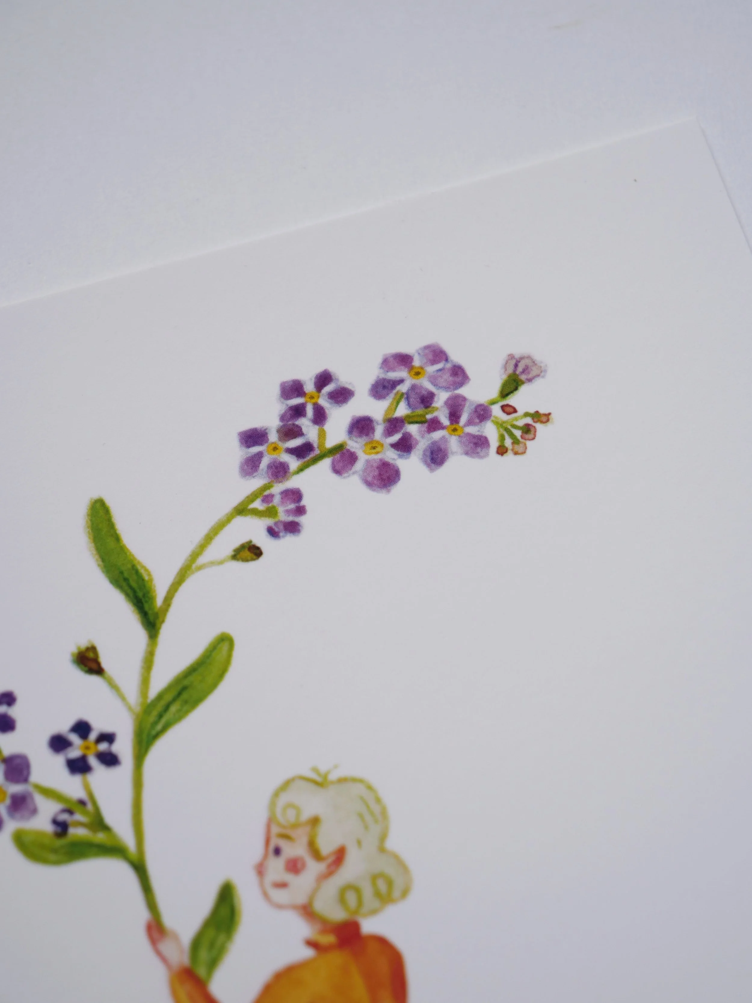 Myosotis B.jpg