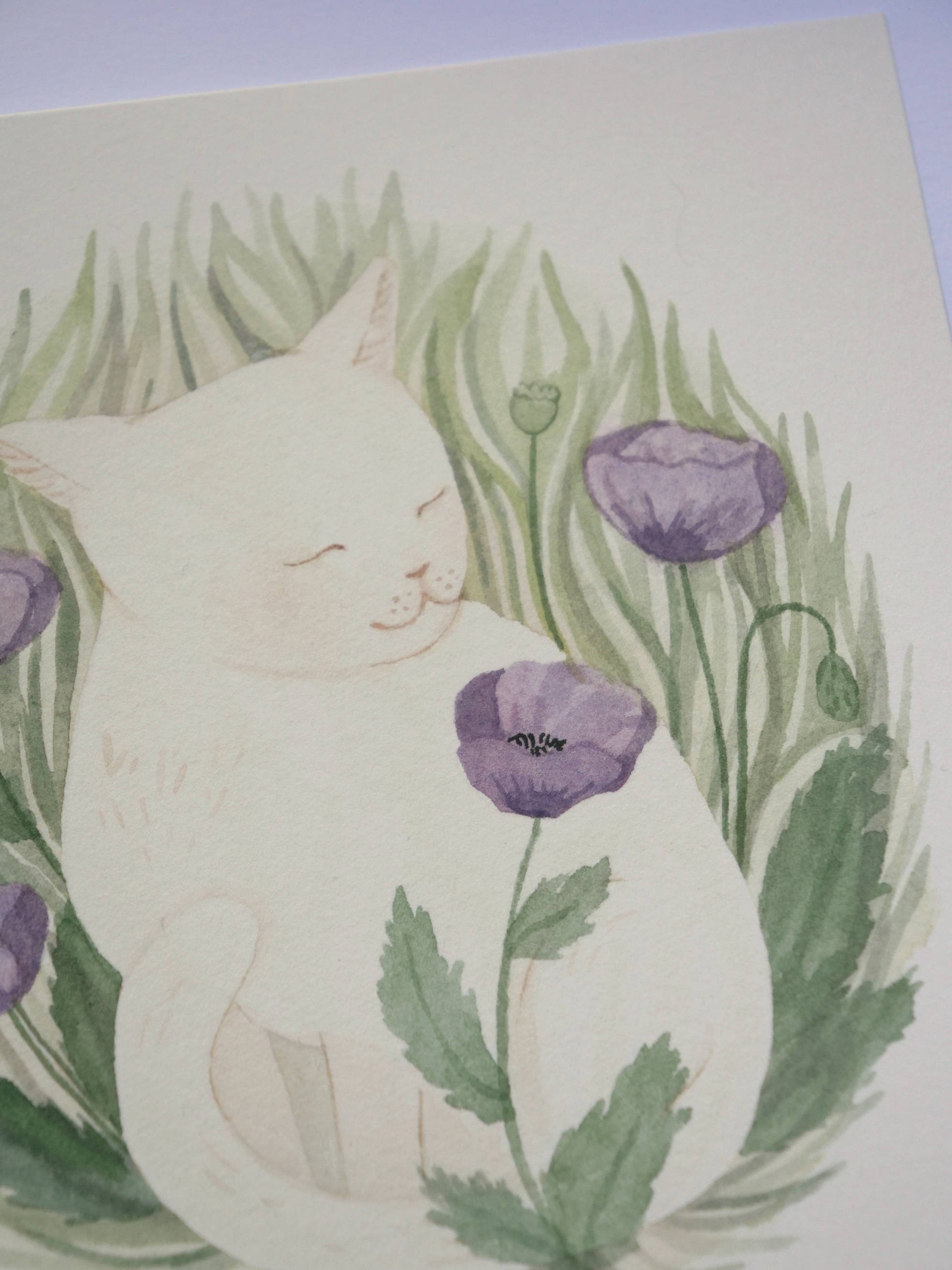 Chat des champs original 2.jpg