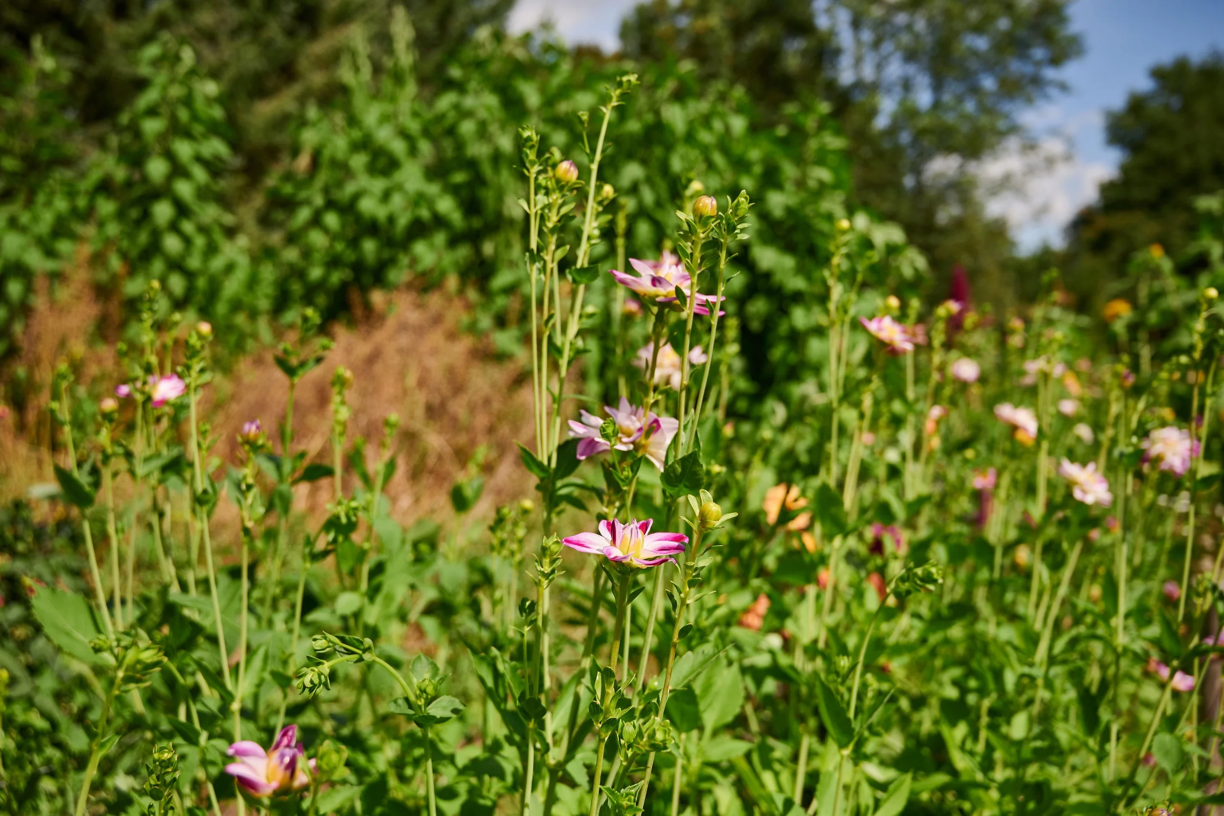 noorderloo_aug25_025- © Ronald Zijlstra.jpg
