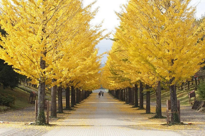 ginkgo.jpg