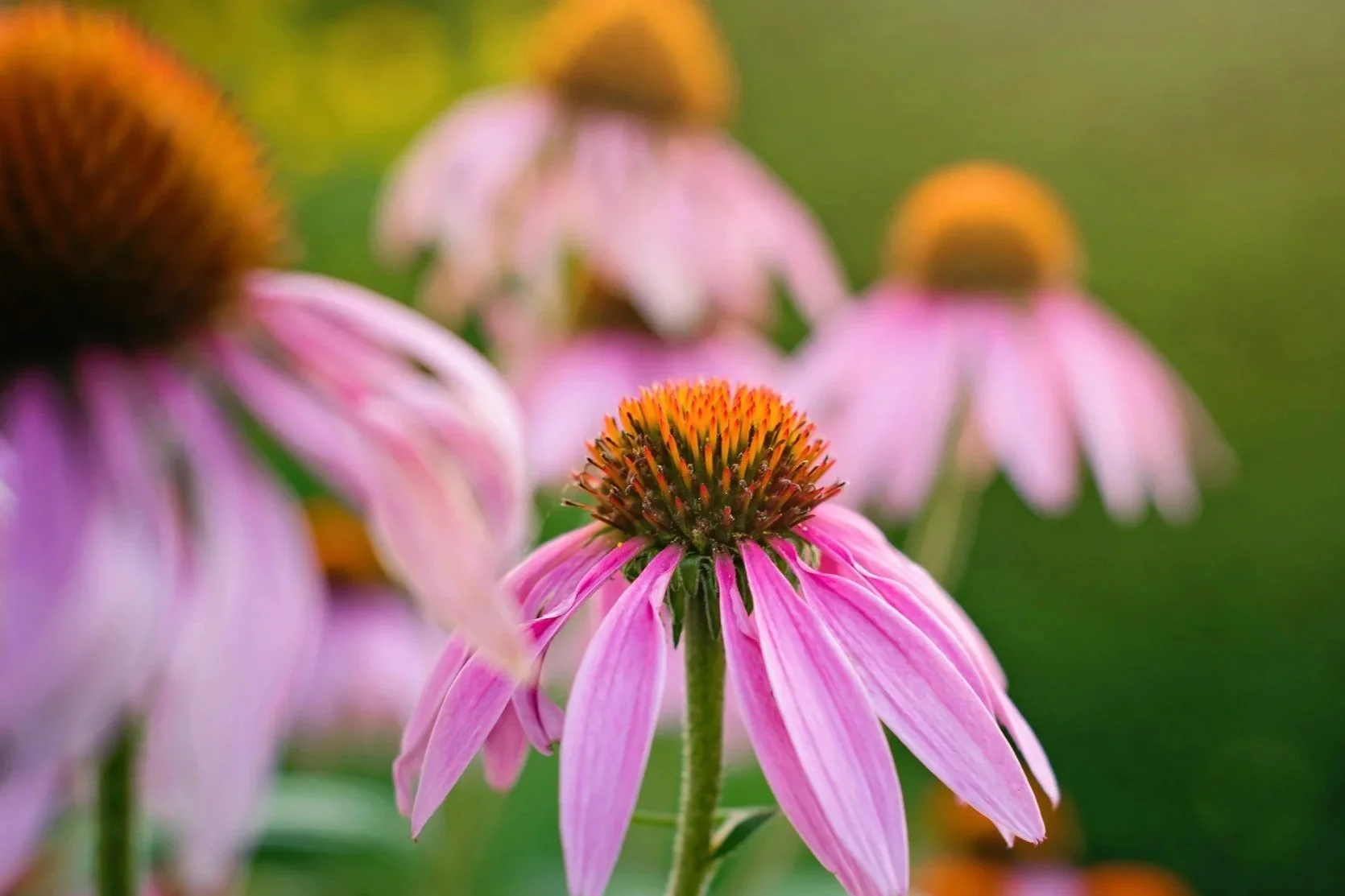 Herb Talk - Registration
