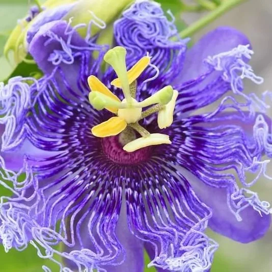 passionflower+photo.jpg