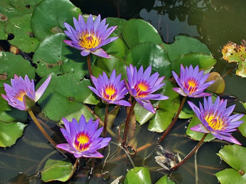 blue lotus photo.jpg