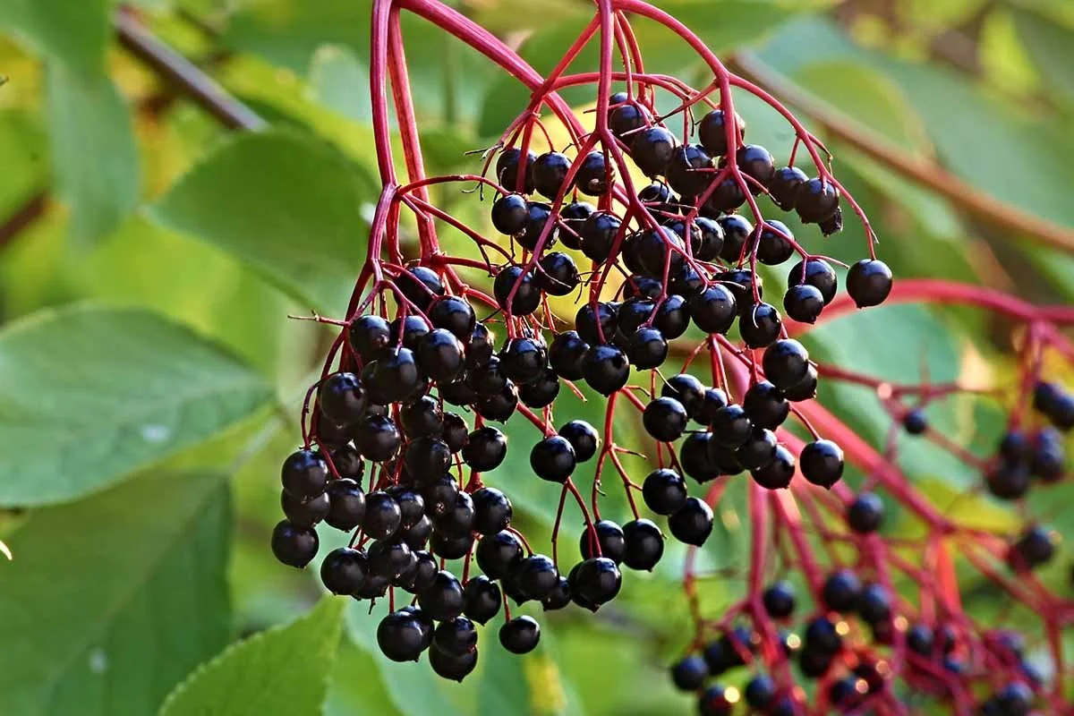 Elderberry.jpg