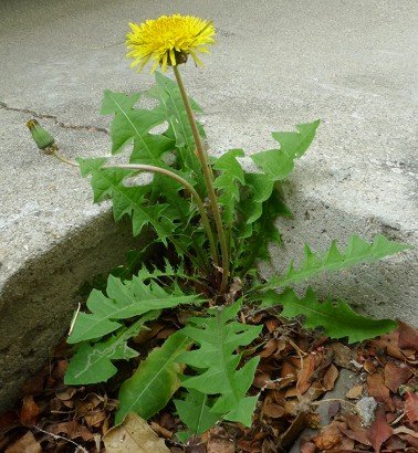 Dandelion leaf photo.jpg