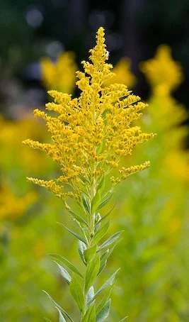 golden rod plant.jpg