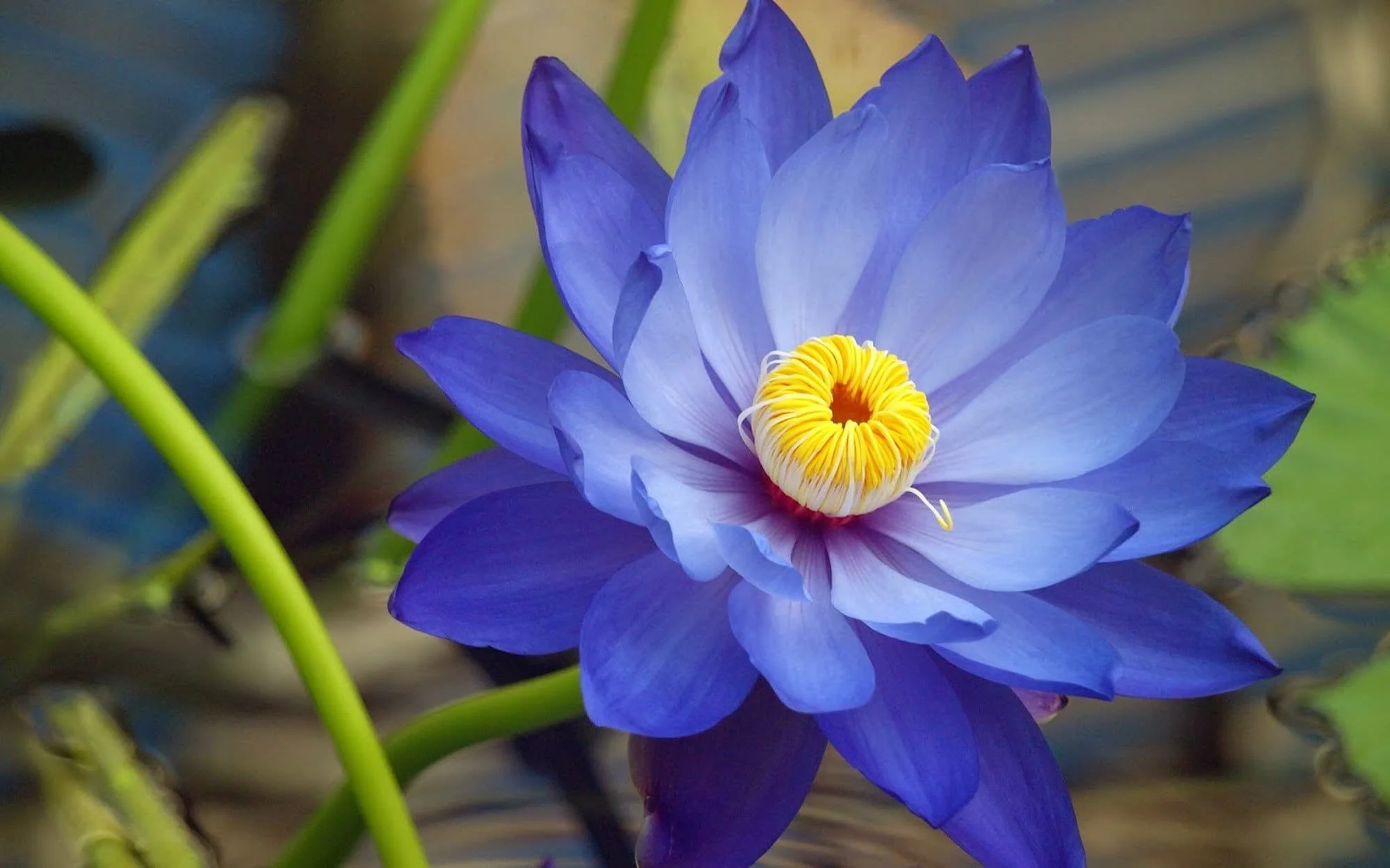 blue lotus.jpg
