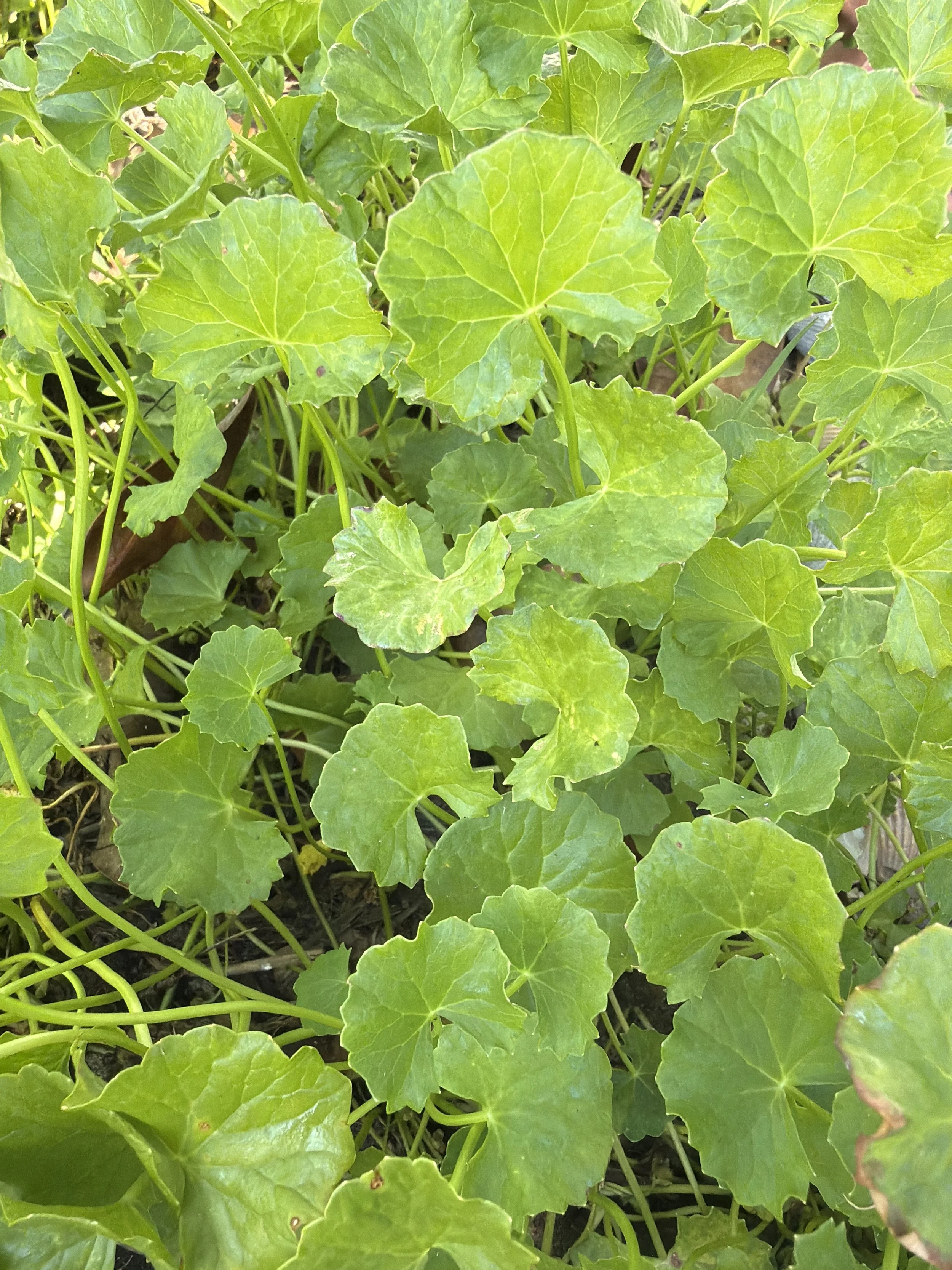 gotu kola photo.jpg
