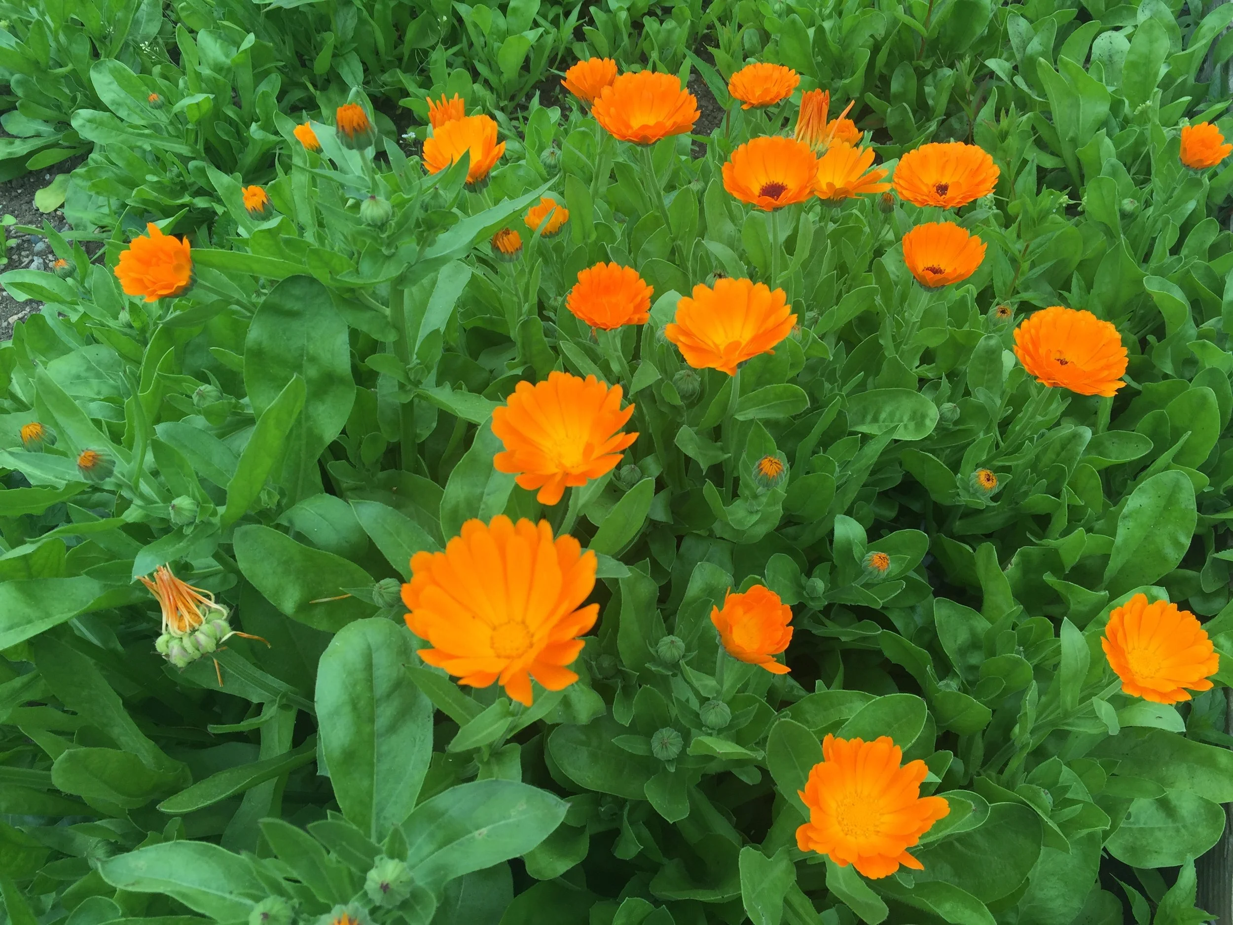 Calendula_officinalis,_pot_marigold.jpg