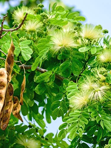 albizia photo.jpg