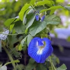 blue butterfly pea.jpg