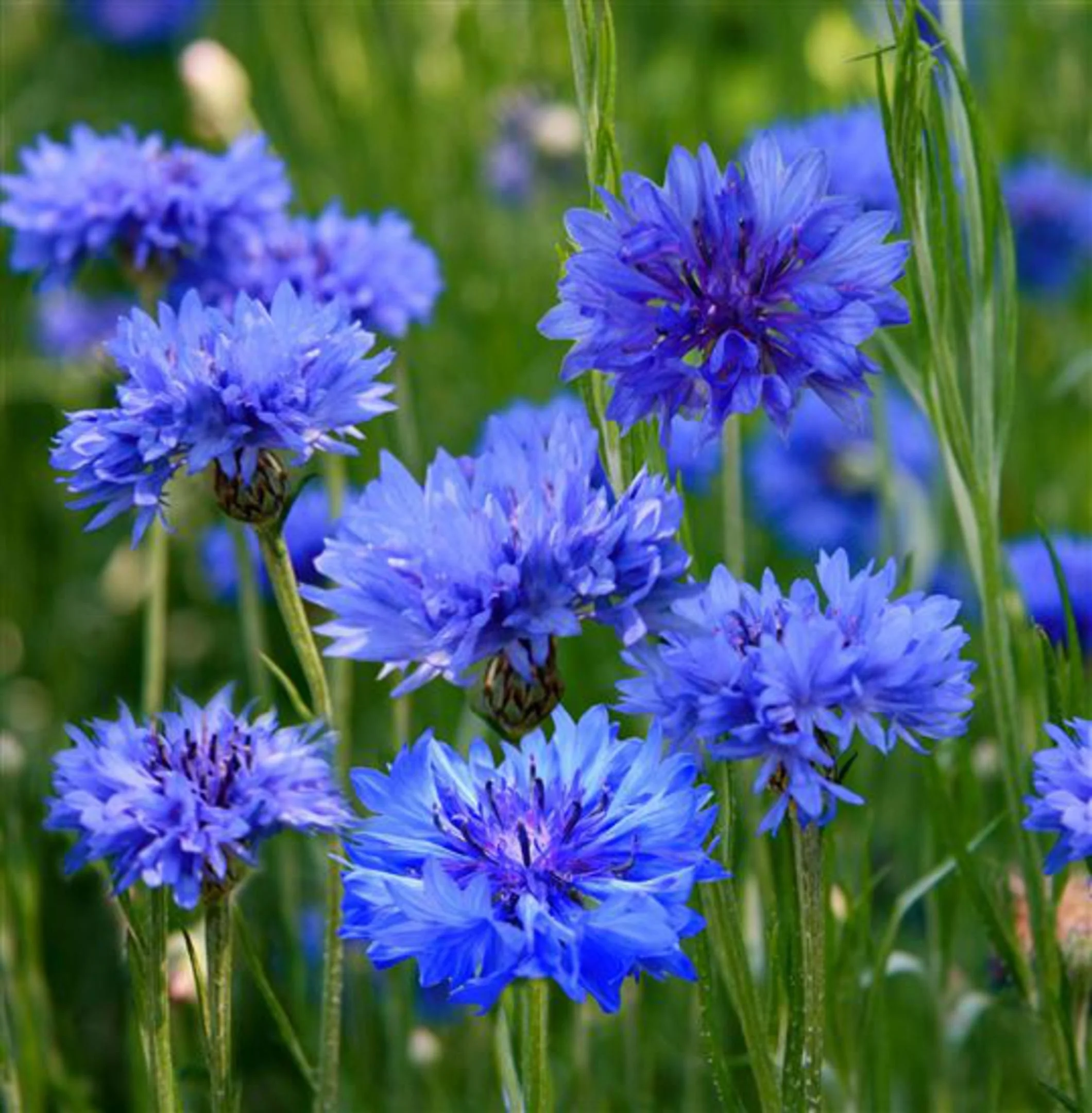 blue cornflower.jpg