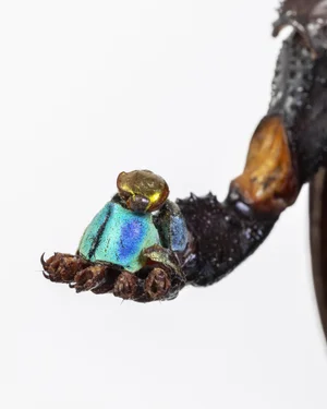 Schroothoop_Supermacro45.jpg