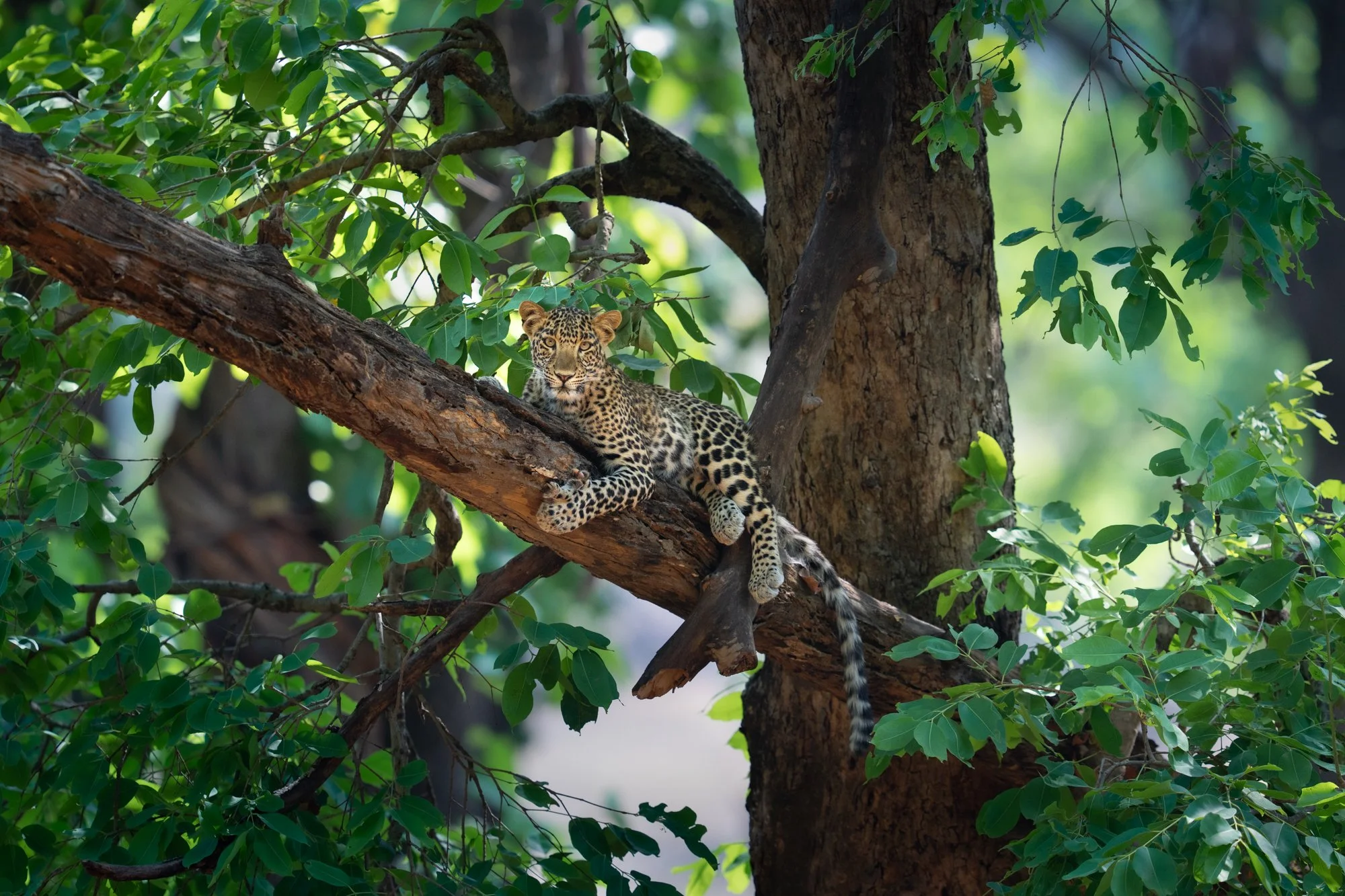 Bandhagarh leopard 2.jpg