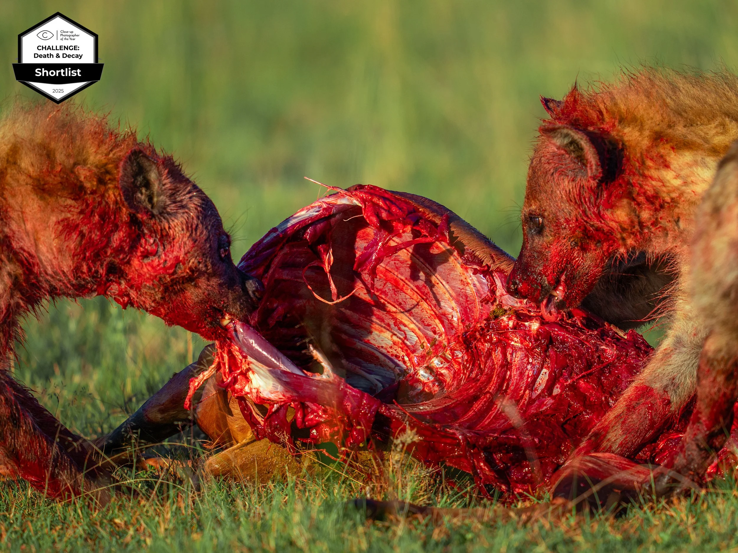 DSC00472-Modifier-Modifier copie.jpg