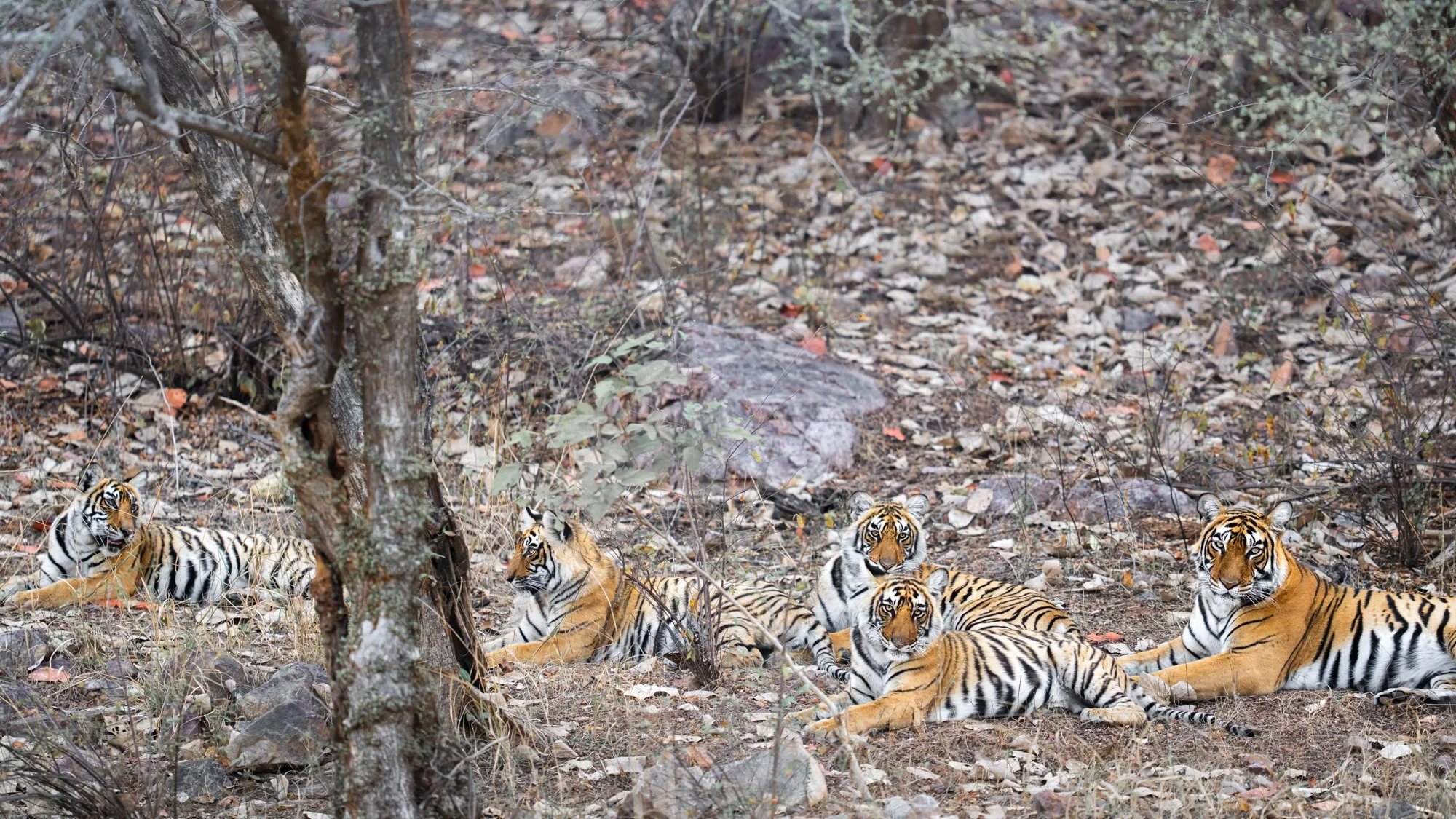 4 Durga&Cubs.jpg
