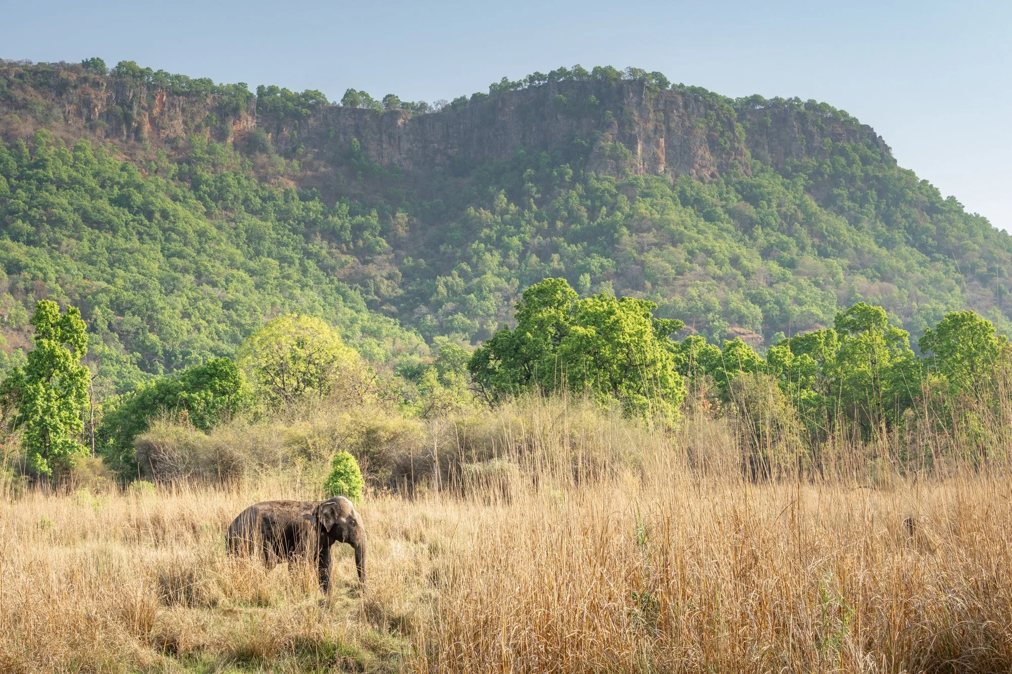Bandhavgarh asian elephant.jpg