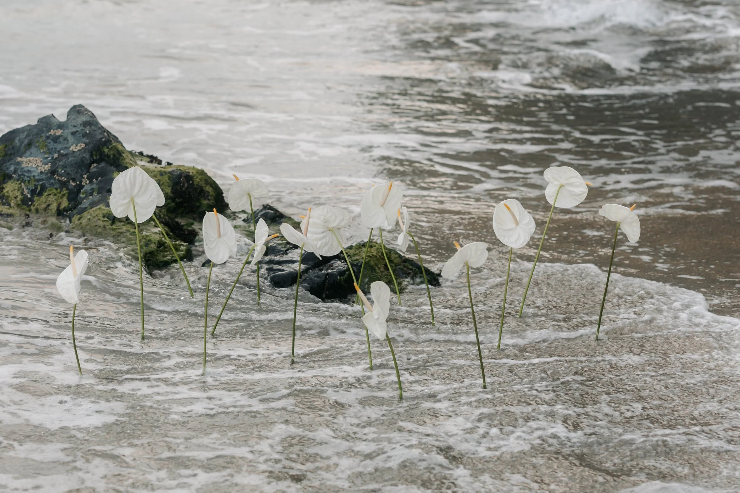 White flowers growing in shallow water near rocks on a beach