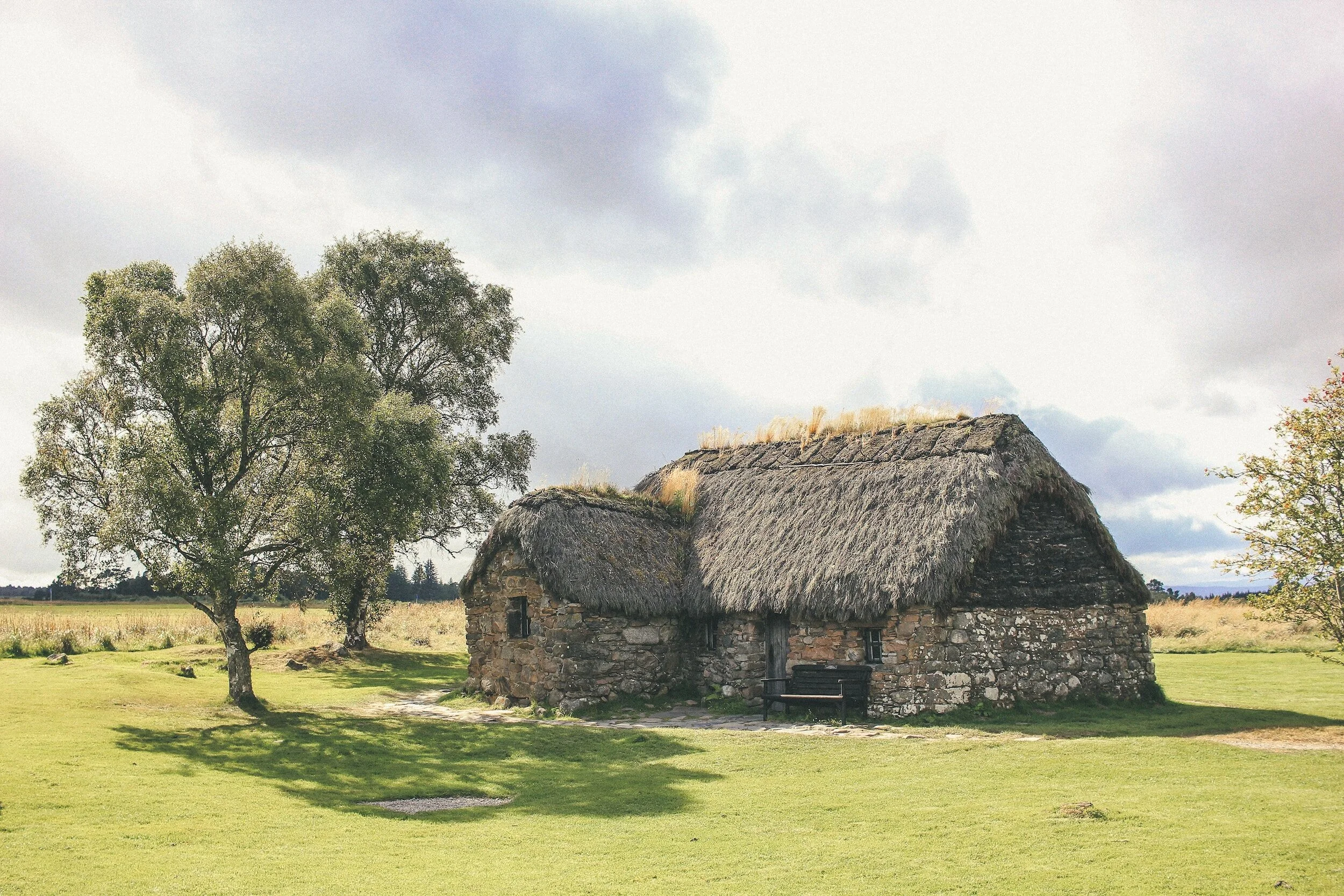 Thatched roof cottage next to tree