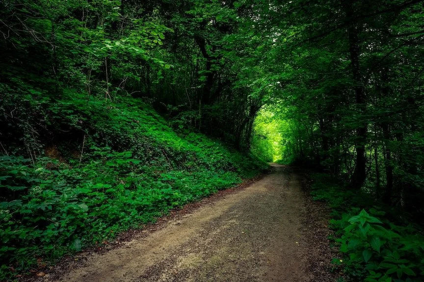 photo of a dirt road through a pine forest