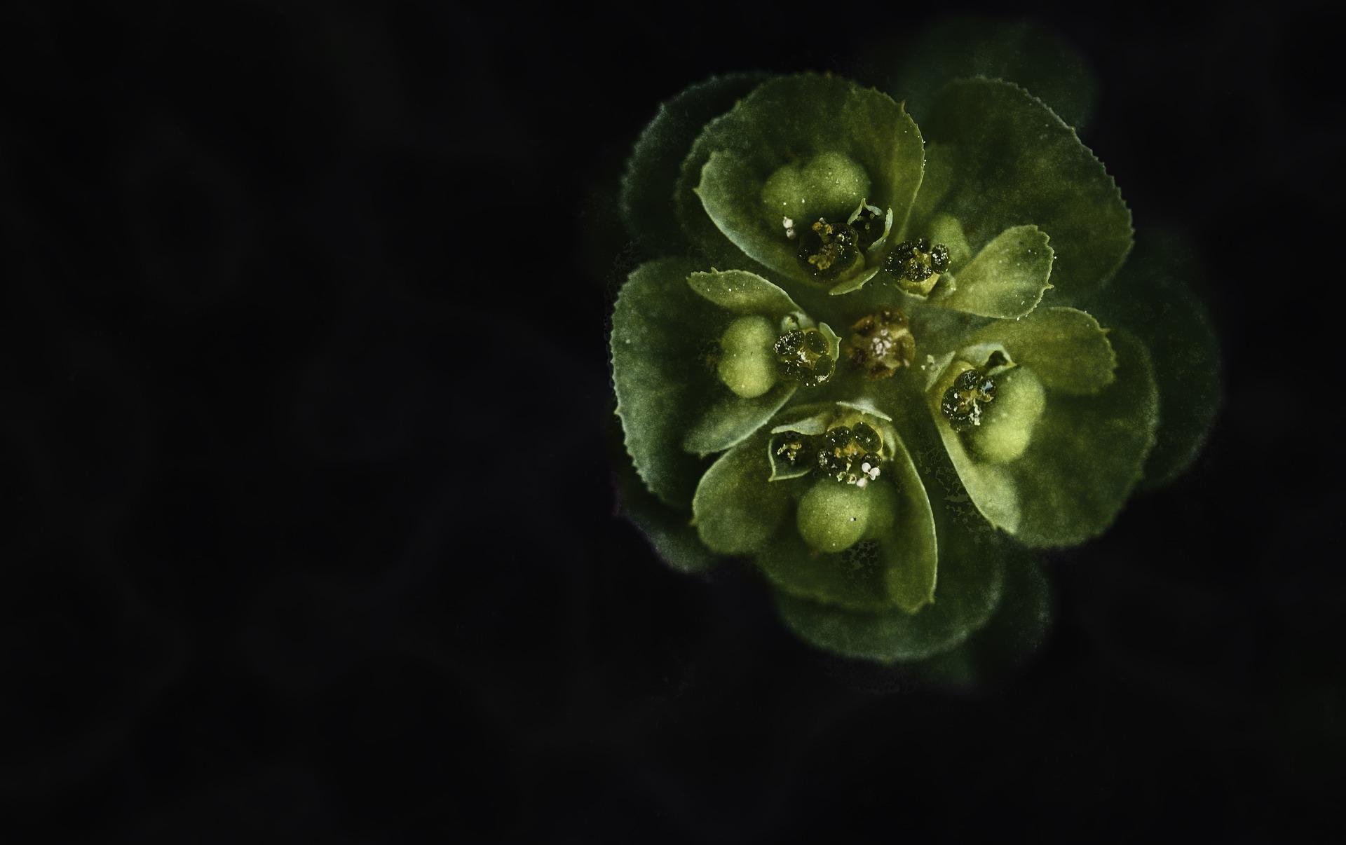 Trauma and the Body