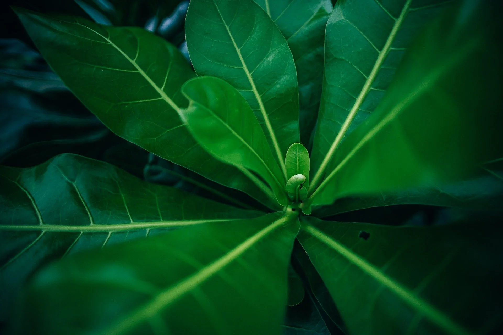 closeup photo of a puka tree branch seen from above against a dark background